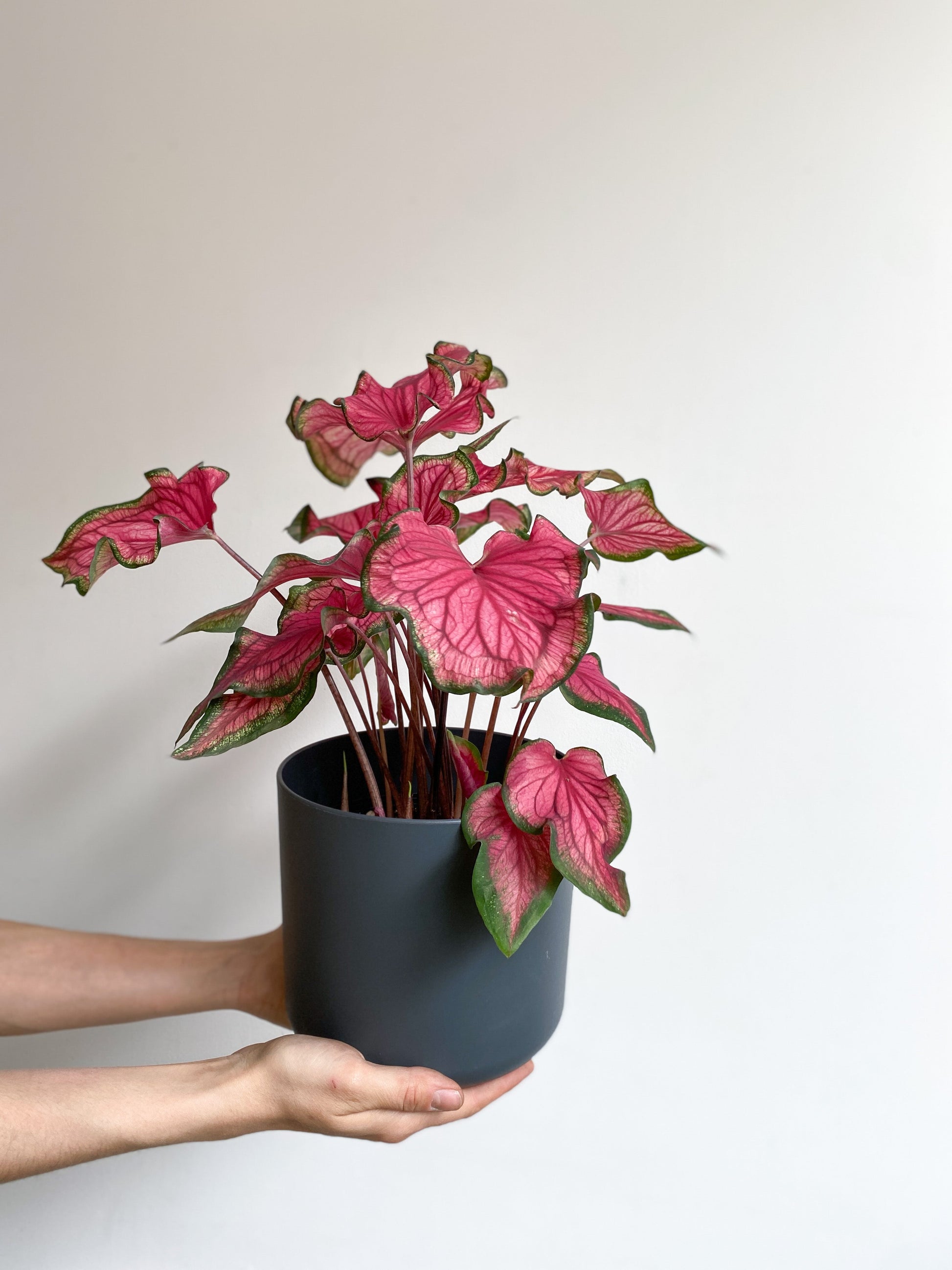 Florida (Caladium) - 6 po.