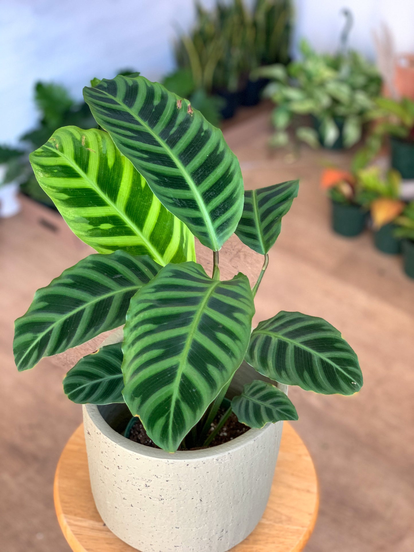 Zebrina (Calathea) 6 Po.