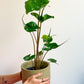 Sting (Alocasia)