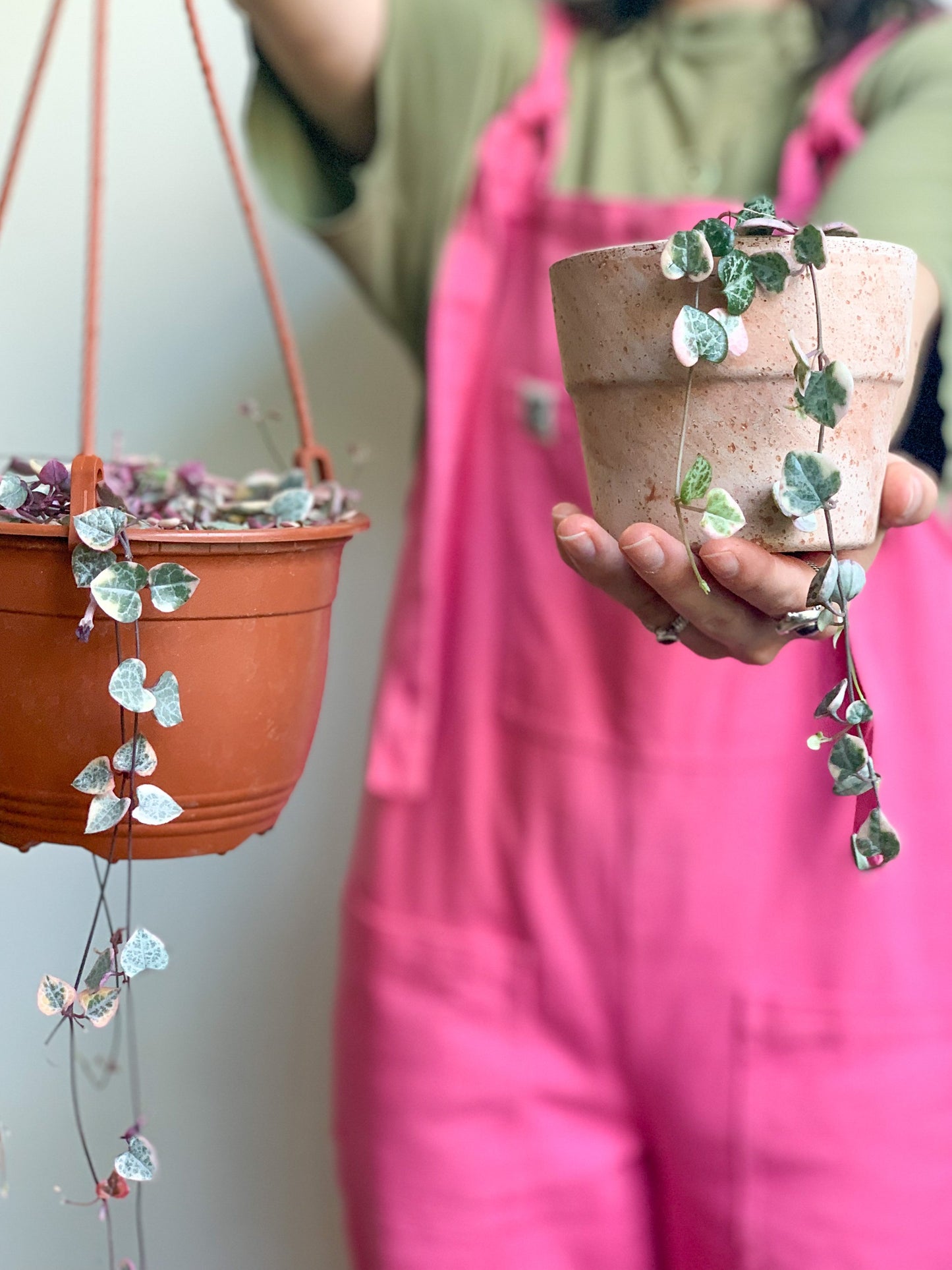 Wilma (Ceropegia)