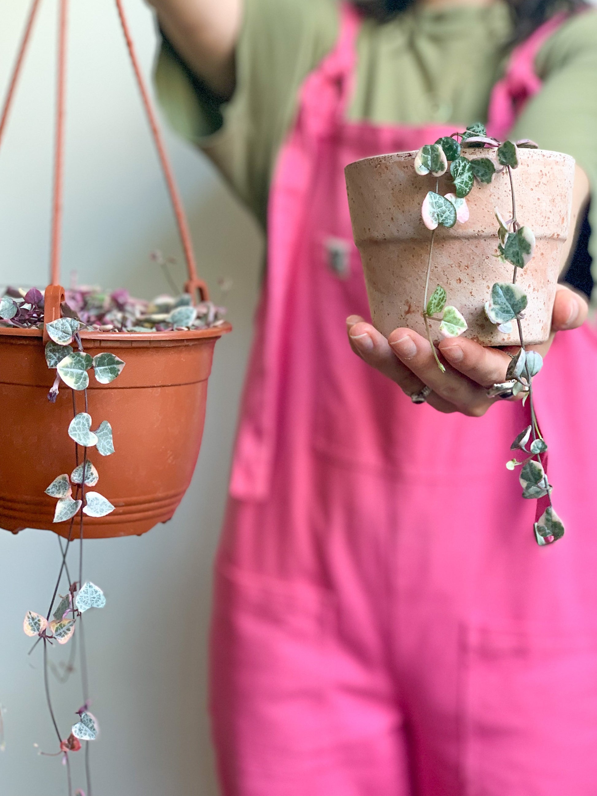 Wilma (Ceropegia)