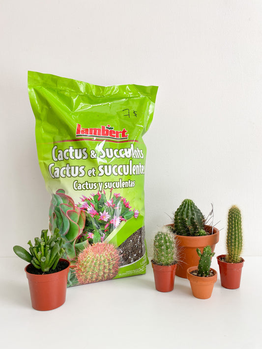 Terreau pour cactus & succulentes - 4.4 L