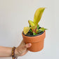 Philippine (Philodendron)