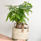 Patricia (Money Tree) - 8 po.