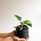 Blanche (Philodendron) - 4 po.
