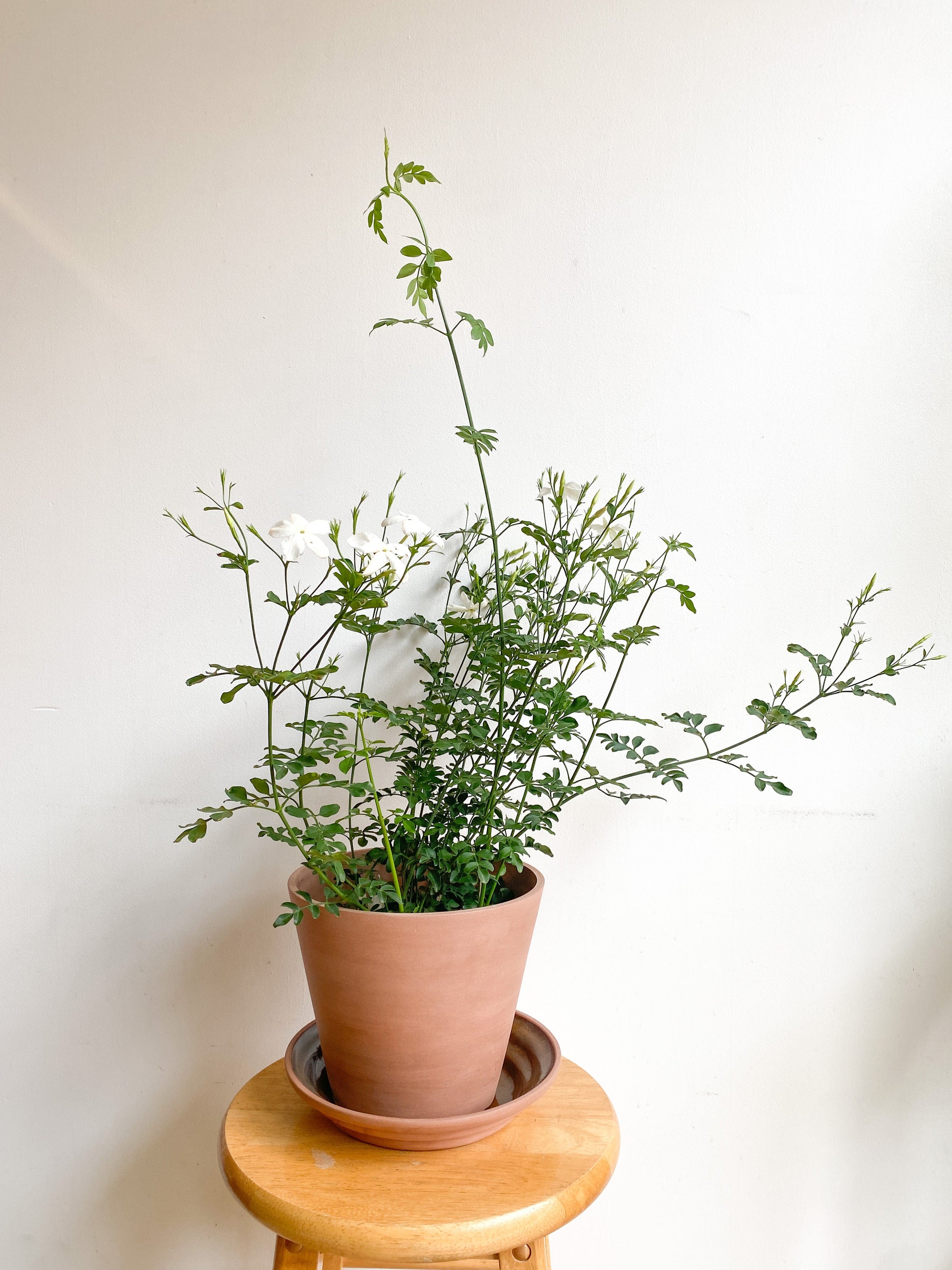 Ofelia (Jasmin)