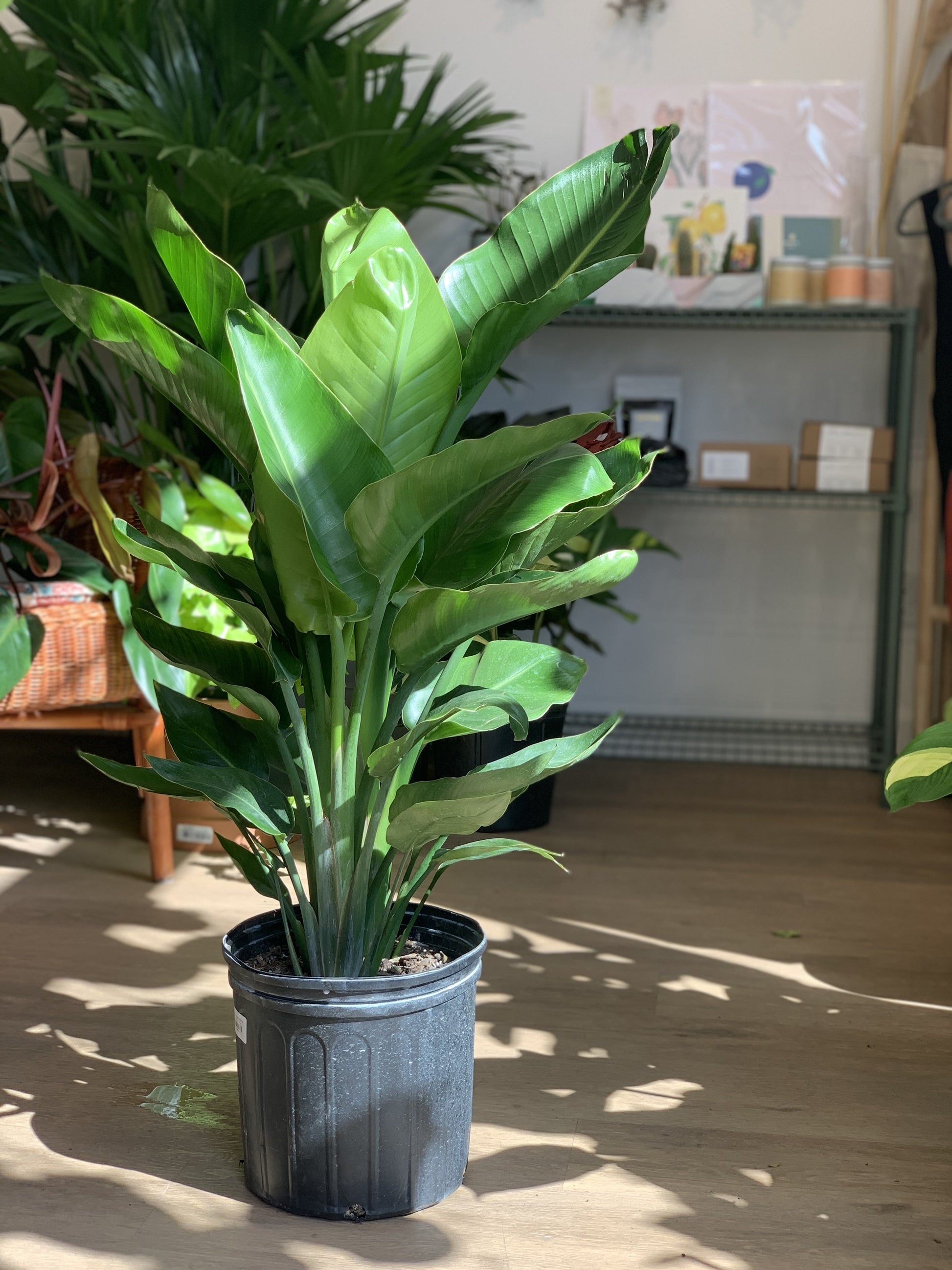 Perrine (Strelitzia) 10 Po.