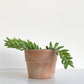 Cache-Pot En Terre Cuite Sienna - Fond Plat 4 Po. / Vieux Rose Default