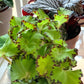 Jim (Begonia)
