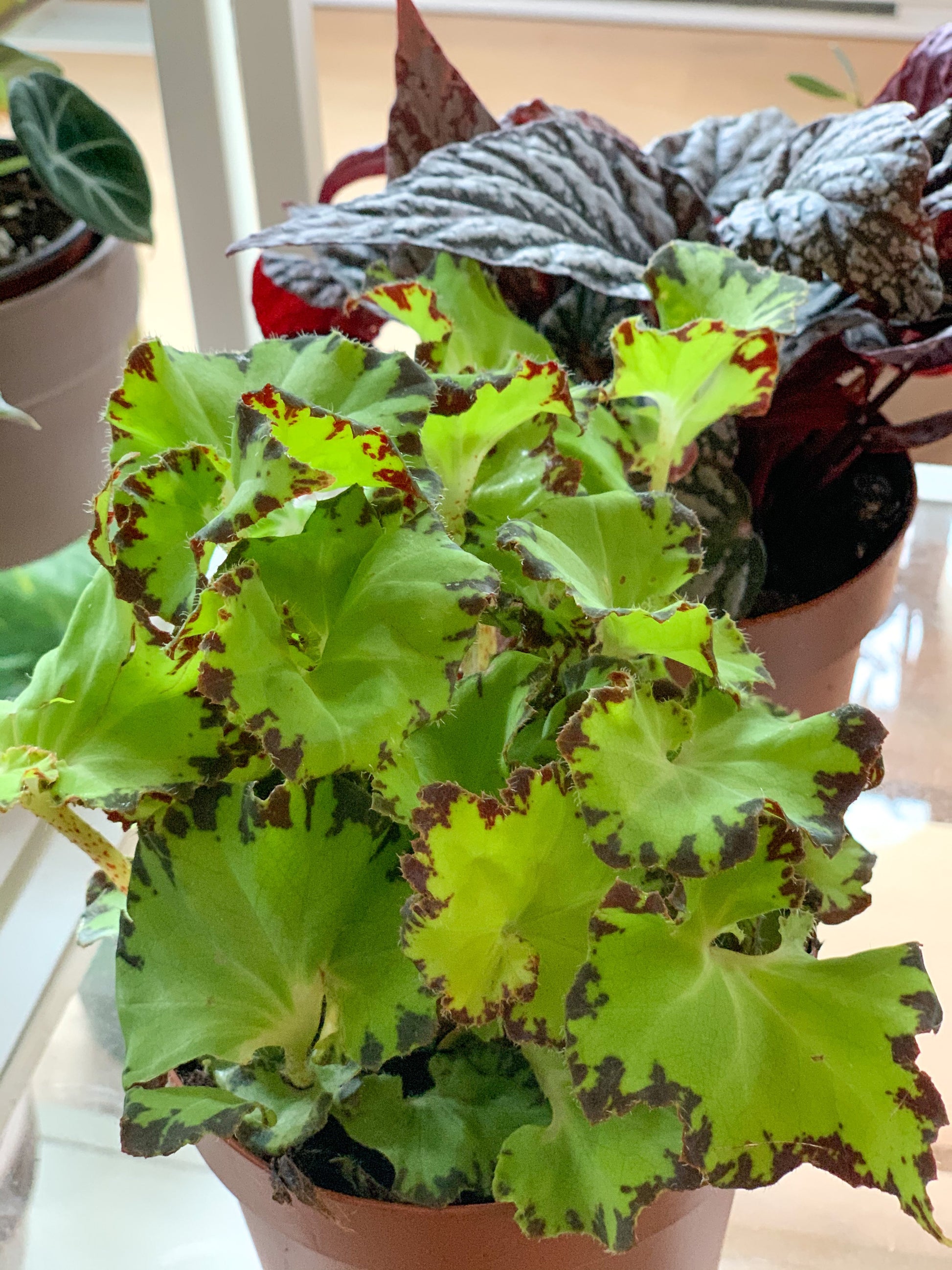 Jim (Begonia)
