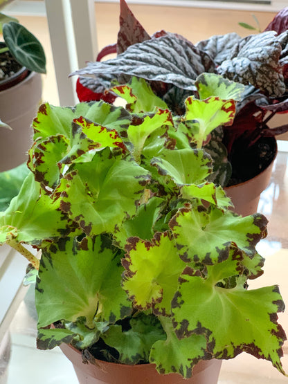 Jim (Begonia)