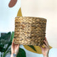 Panier En Hyacinthe 10.5 Po.