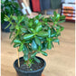 Jade (Crassula)