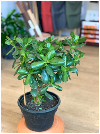 Jade (Crassula)