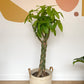 Patricia (Money Tree) - 10 po. sur tige tressée (grand)