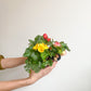 Rieger (Begonia) - 4.5 po.