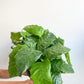 Musaica (Calathea) - 6 po.