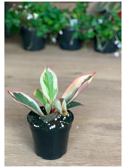 Ginny (Peperomia) 4 Po.