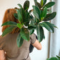 Melany (Ficus)