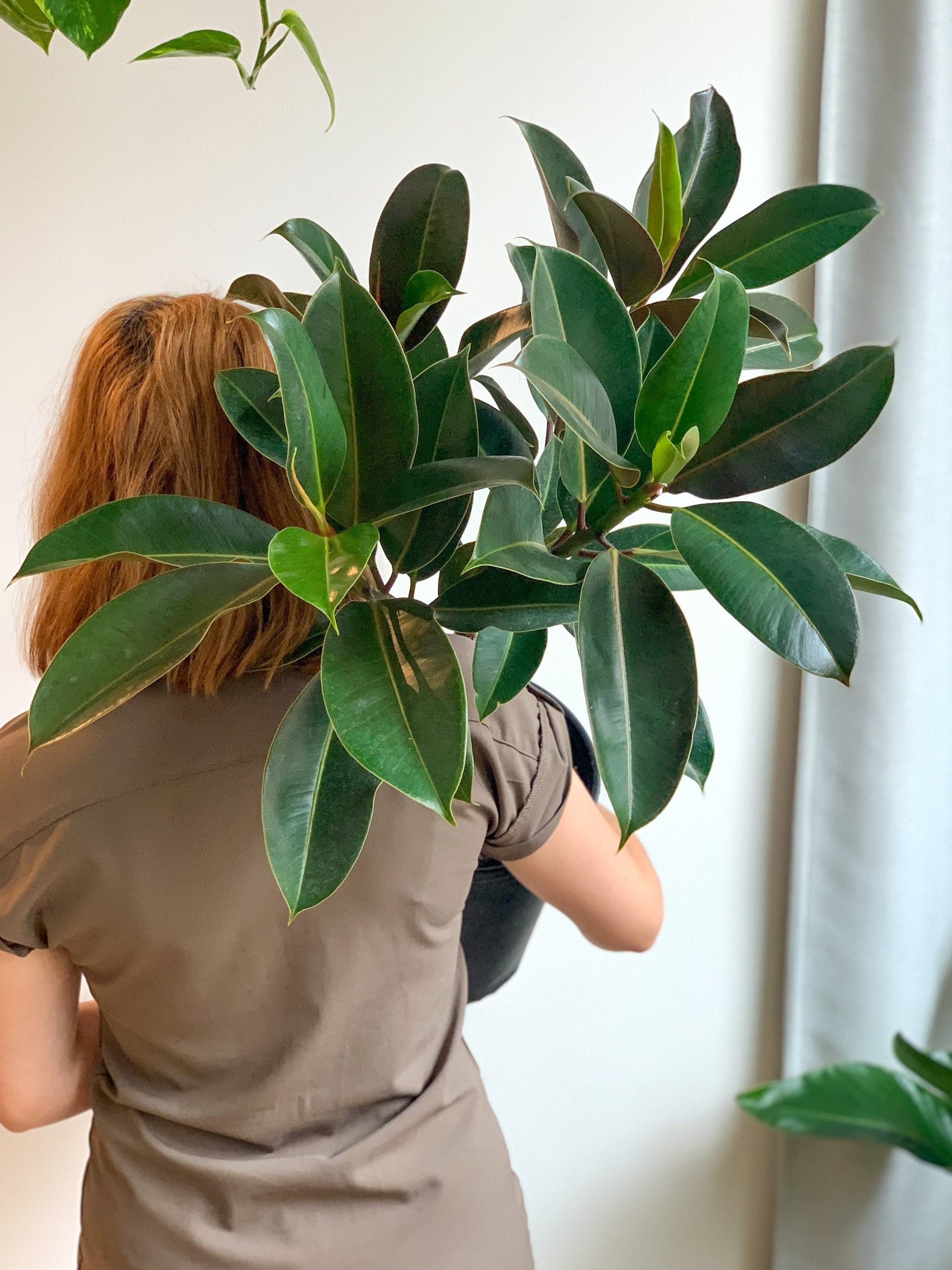 Melany (Ficus)