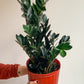 Raven (Zamioculcas) 10 Po.