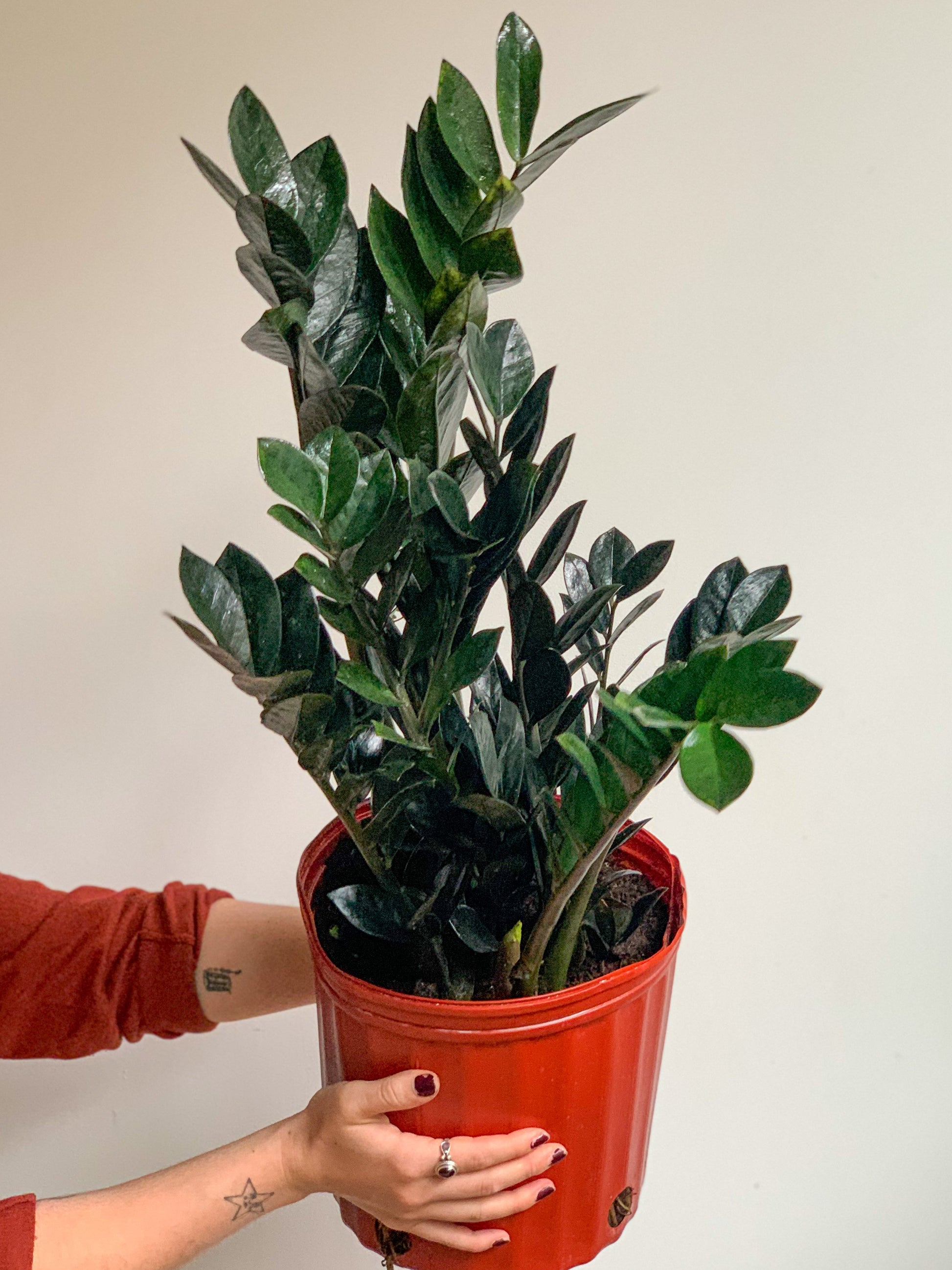 Raven (Zamioculcas) 10 Po.
