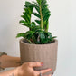 Zenzi (Zamioculcas)