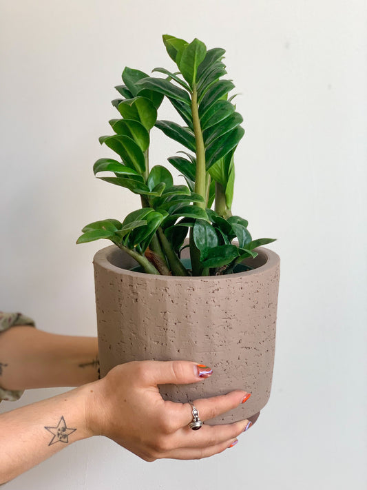 Zenzi (Zamioculcas)