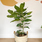 Audrey (Ficus) - 10 po. colonne