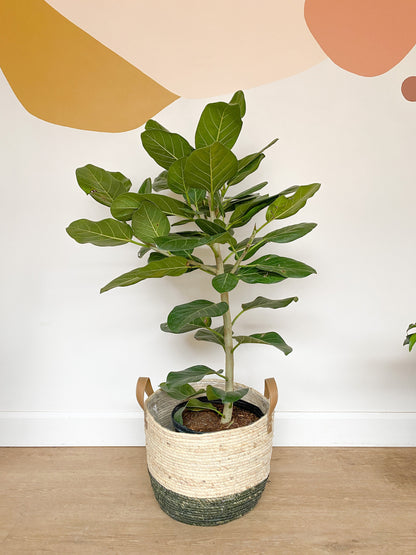 Audrey (Ficus) - 10 po. colonne