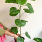 Hubert (Ficus)