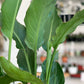 Regine (Strelitzia)