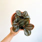 Spruceana (Pilea) - 4 po.