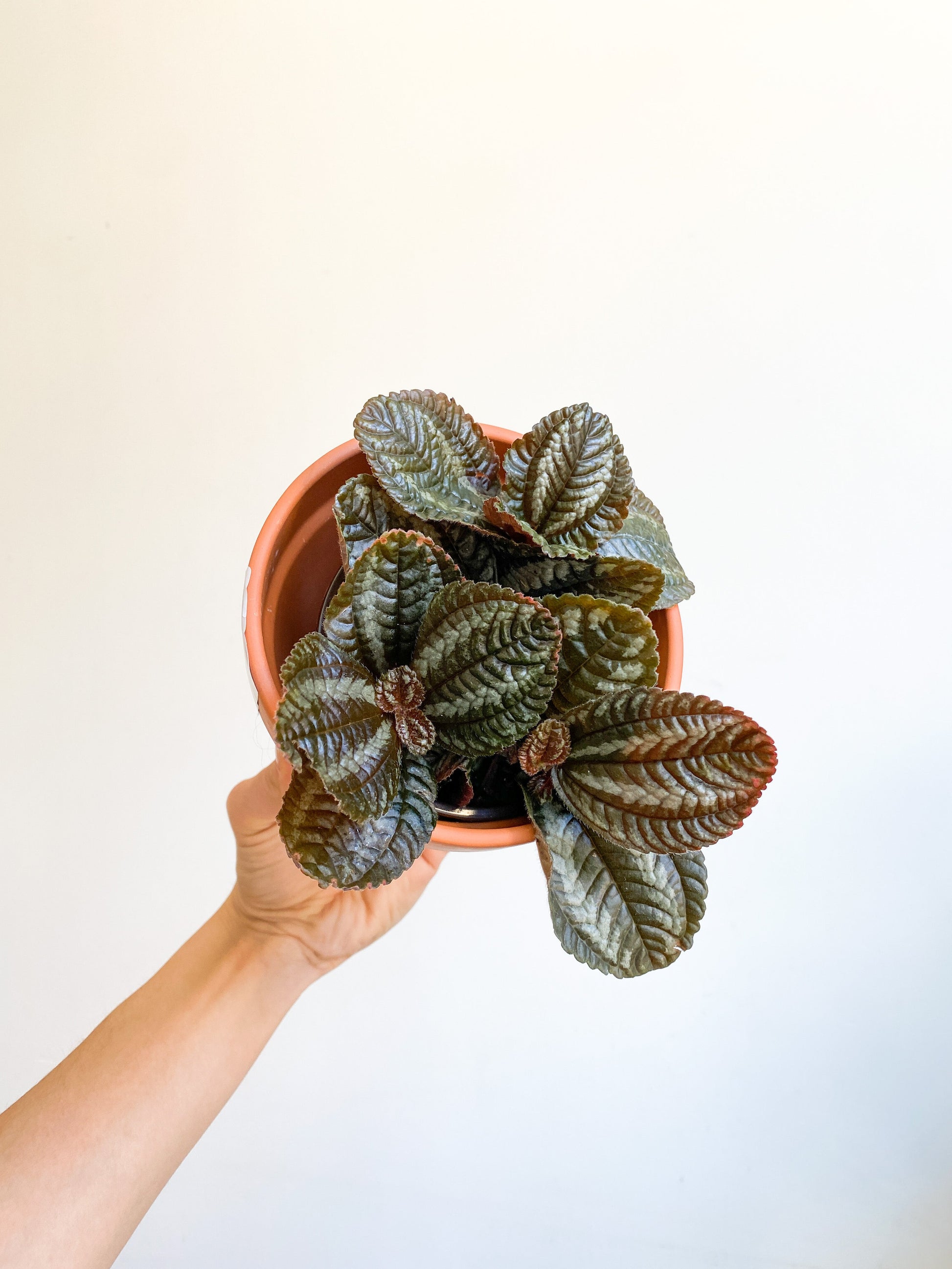 Spruceana (Pilea) - 4 po.