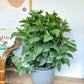 Hibbel (Hibiscus) - 12 po. (buisson)