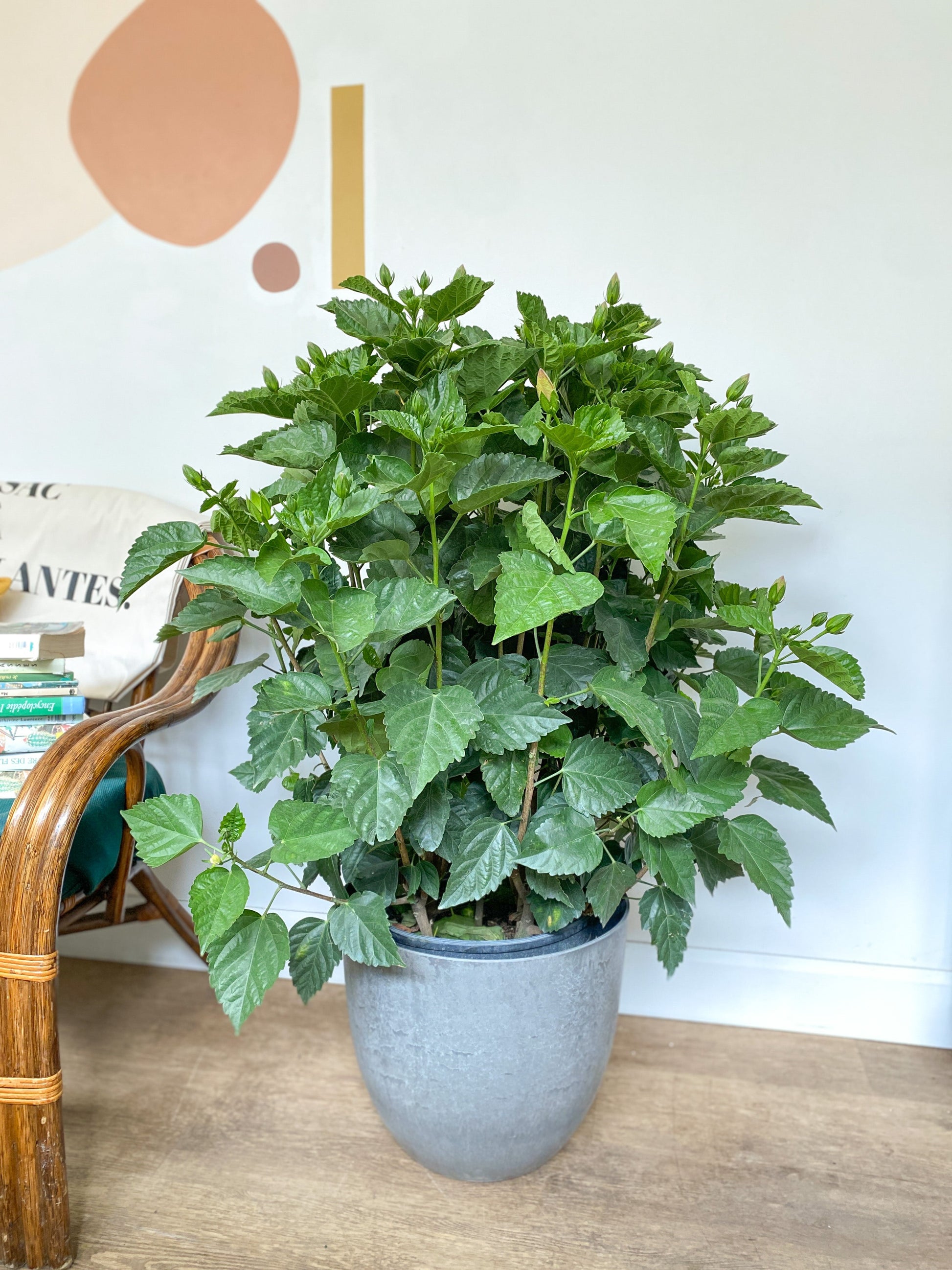 Hibbel (Hibiscus) - 12 po. (buisson)