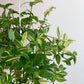 Fatima (Tradescantia) - 6 po. “Yellow hill” (suspendu)