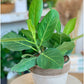 Audrey (Ficus) 8 Po.