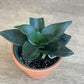 Timothé (Sansevieria)