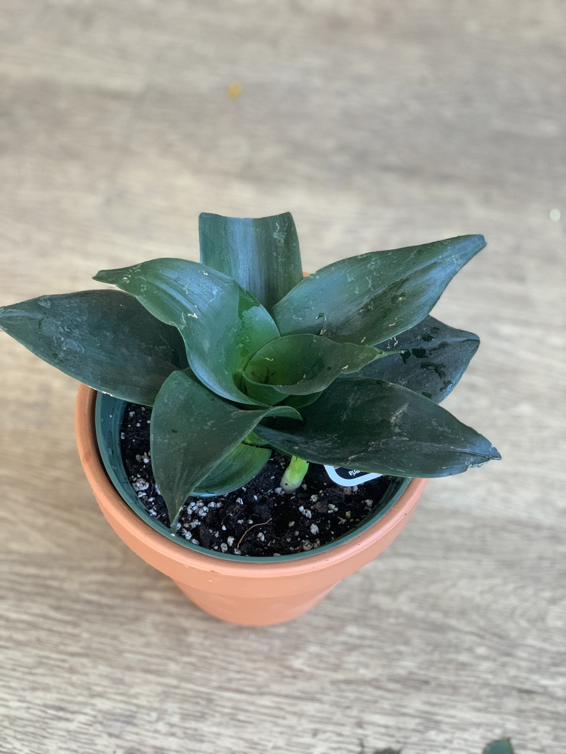 Timothé (Sansevieria)