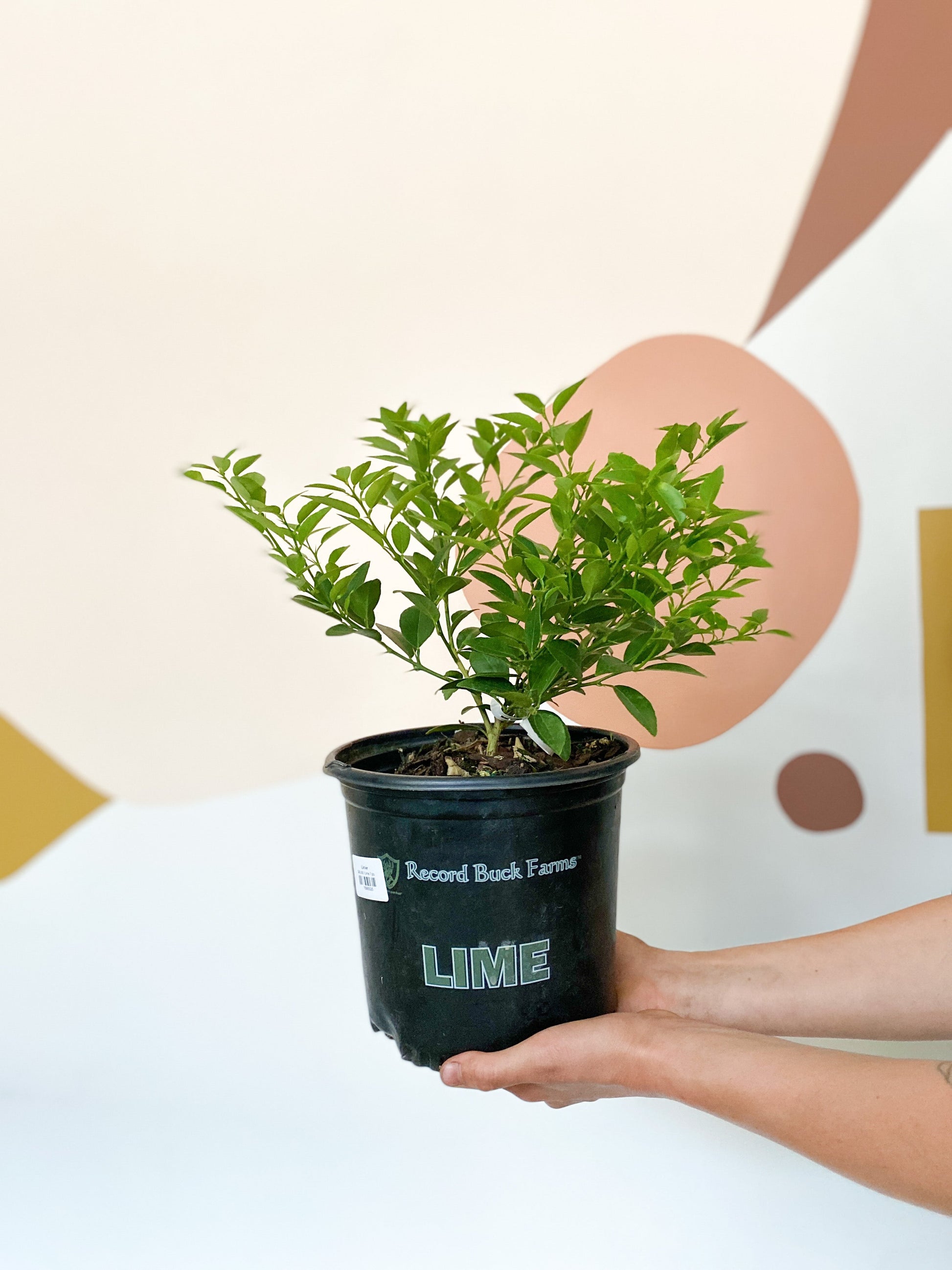 Limier - pot 7 po.