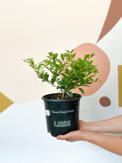 Limier - pot 7 po.