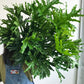 Selloum (Thaumatophyllum)