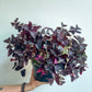 Carole (Oxalis)