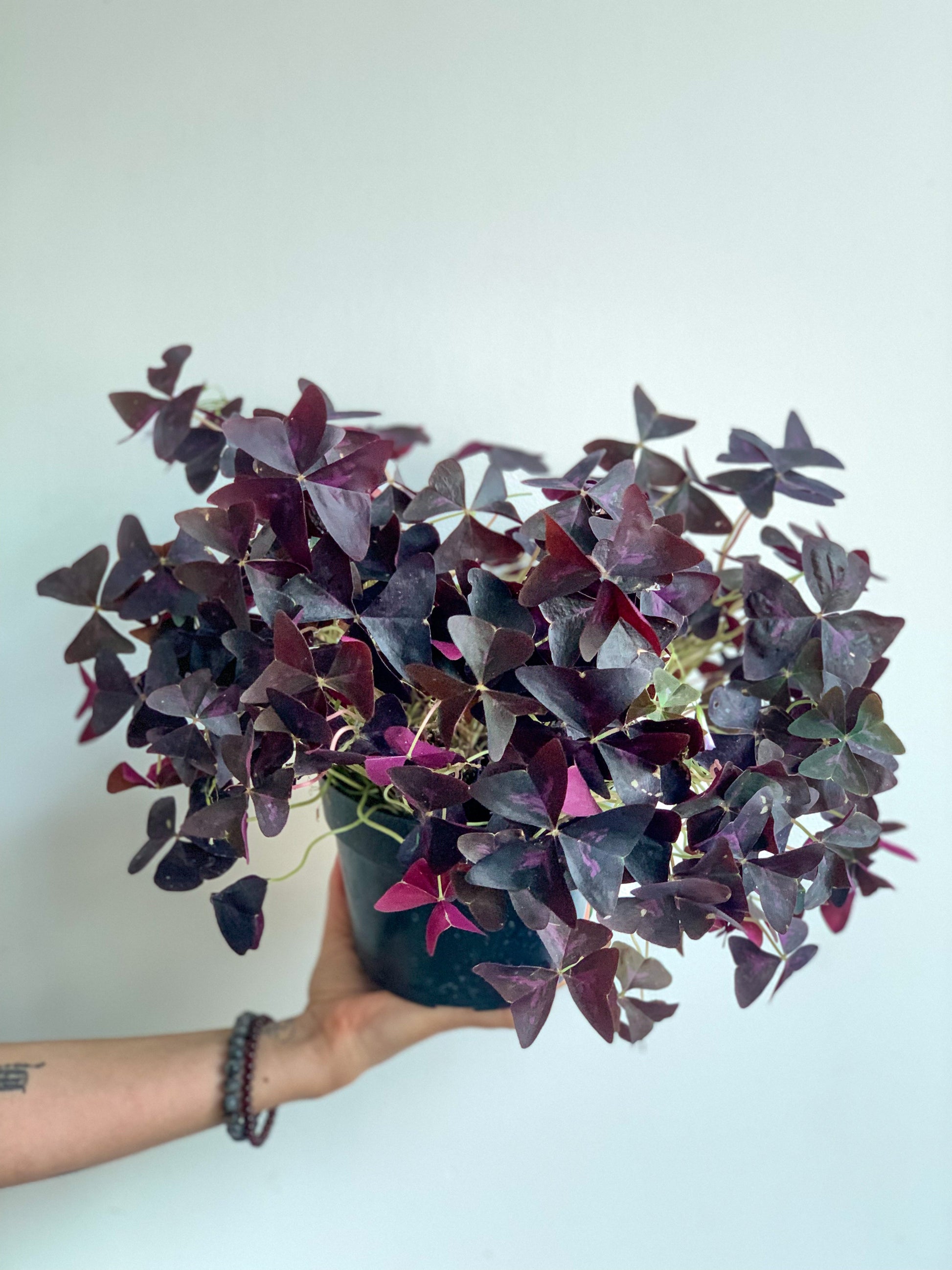 Carole (Oxalis)