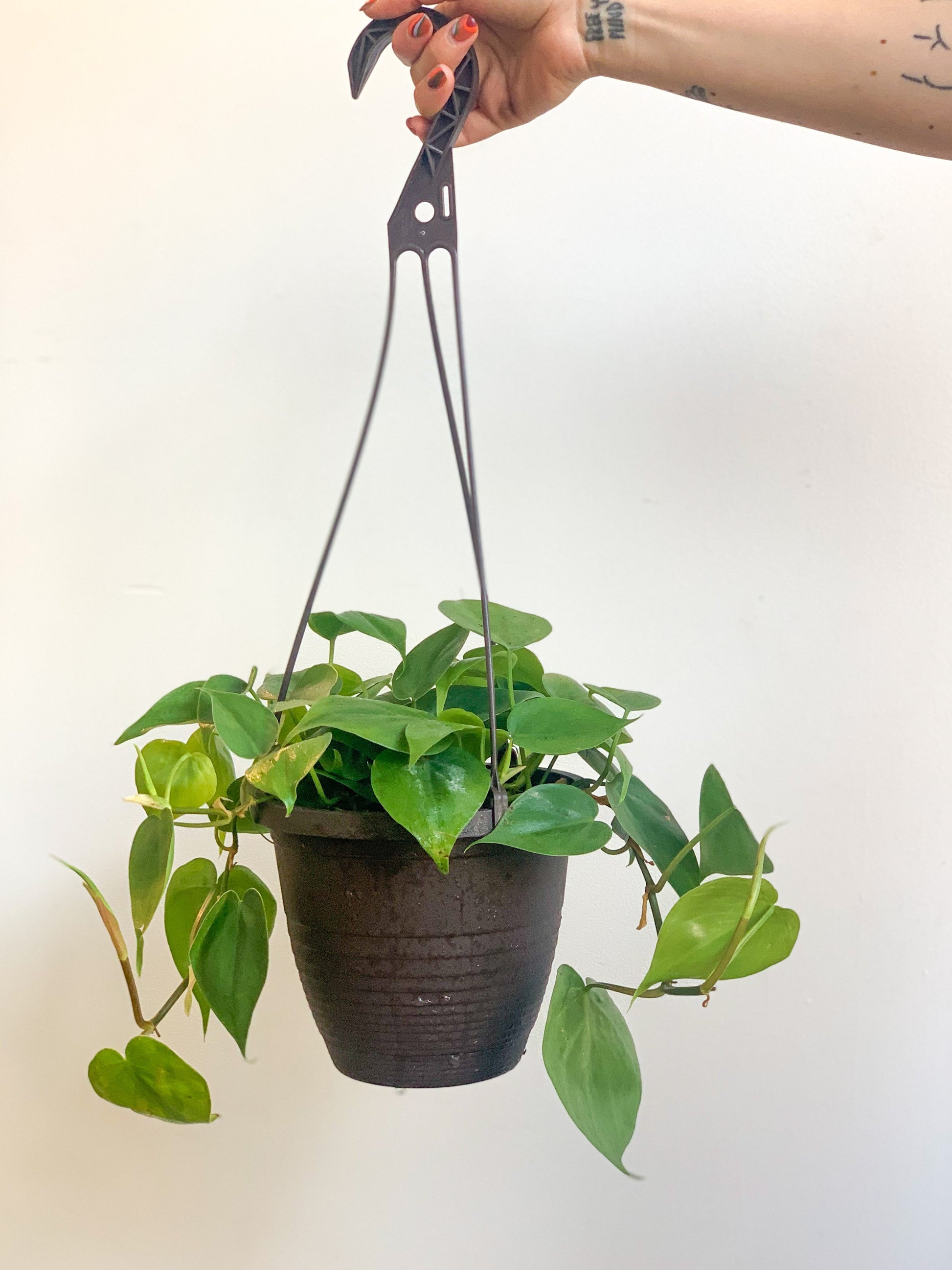 Philippe (Philodendron) 6 Po. Suspendu