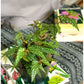 Bérangère (Begonia)
