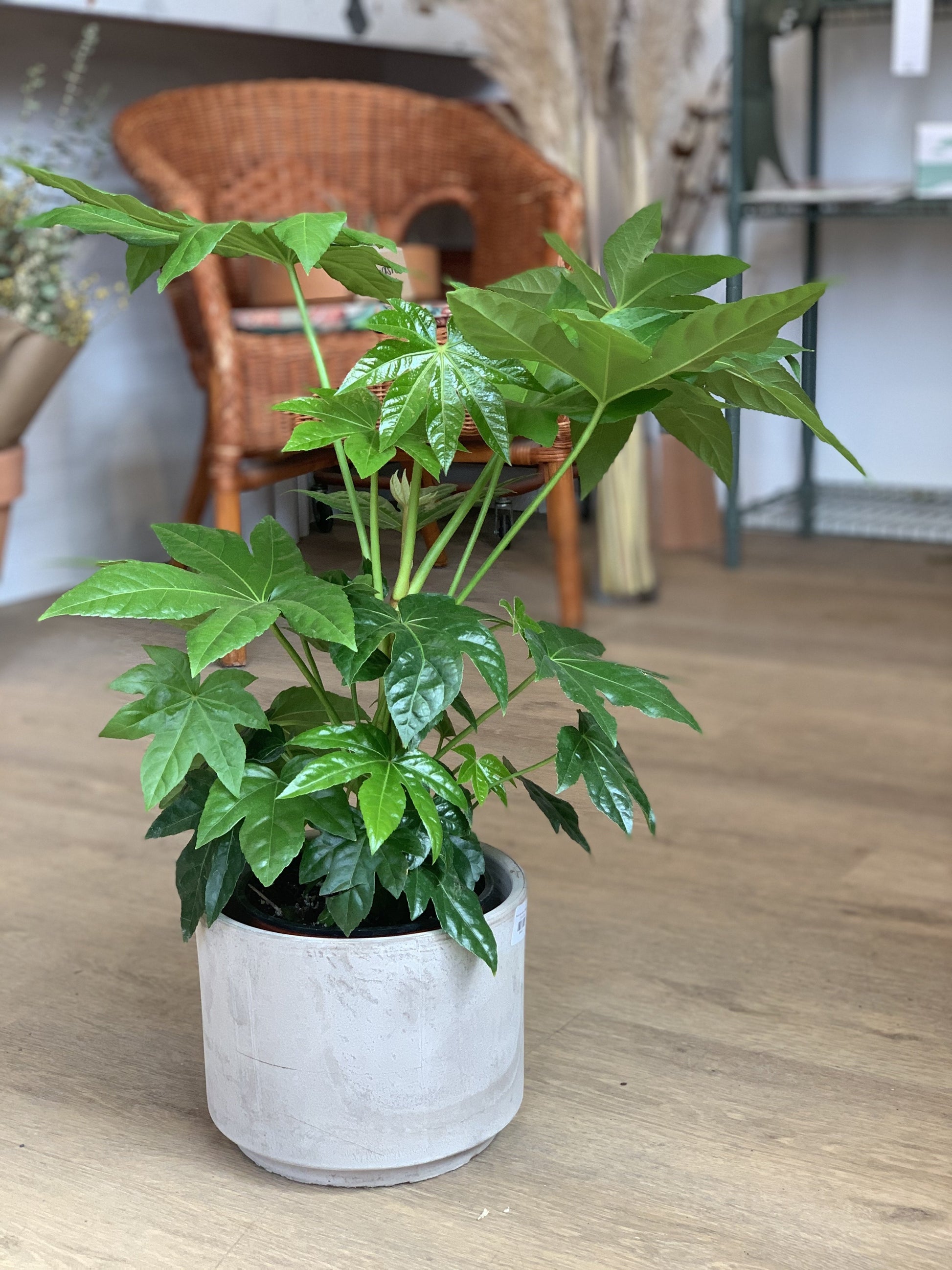 Japonica (Fatsia) 7 Po.