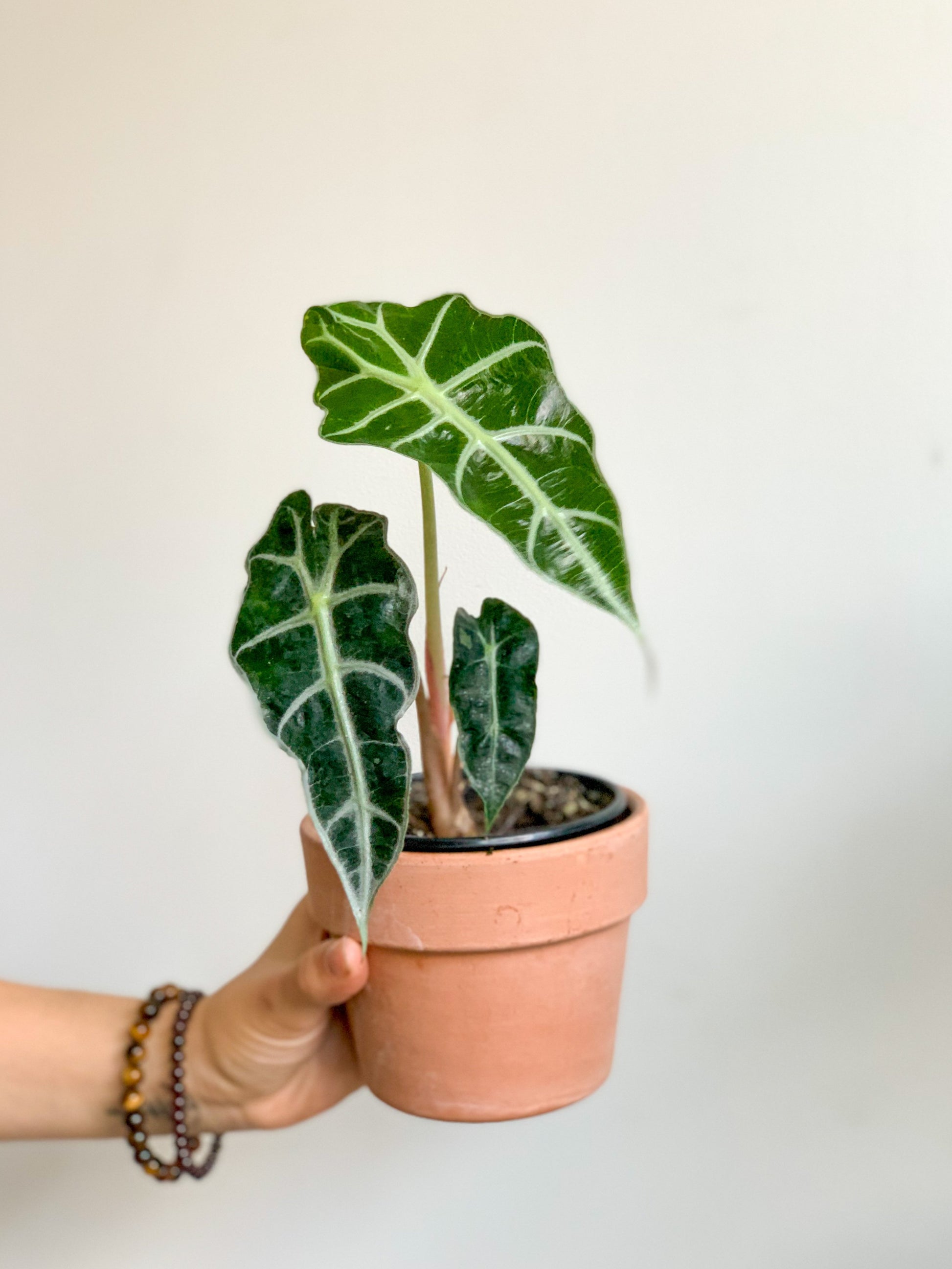 Polly (Alocasia) 4 Po.