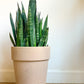 Pot En Terre Cuite Gris - Grand 12.2 Po. (31 Cm)